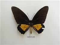 藏品(外國蝴蝶)的圖片